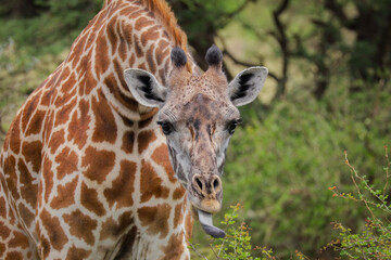 Giraffe beim fressen