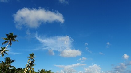 Tropical coconut palm trees with clear blue sky as copy space background.