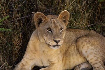baby lioness in the grass