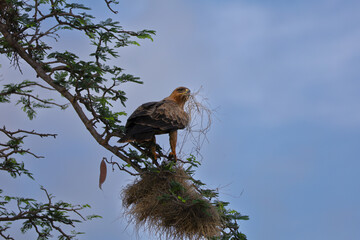 vulture in the nest
