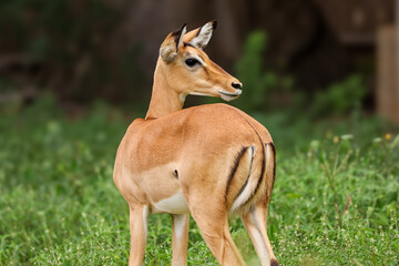 young impala antelope