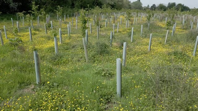 Low drone flight over a field planted with rows of young trees. May, Kent, UK.	