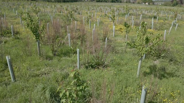Low drone flight over a field planted with rows of young trees. May, Kent, UK.	