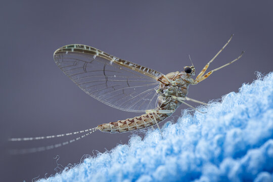 A mayfly insect on a microfiber cloth.