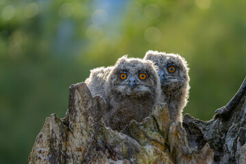 two beautiful, juvenile European Eagle Owl (Bubo bubo) on a tree trunk in the Netherlands. Wild...