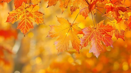 Autumn Leaves on a Tree Branch