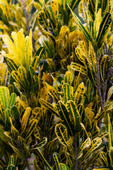 Obraz premium Cortos