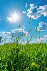 Obraz premium A field of grass with a bright sun shining down on it