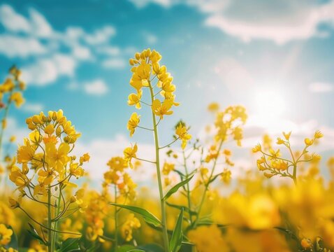 A field of yellow flowers with a blue sky in the background - Powered by Adobe