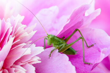 green grasshopper on pink peony flower close up