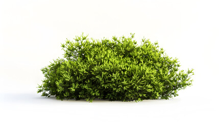 scandent shrub isolated on white : Generative AI