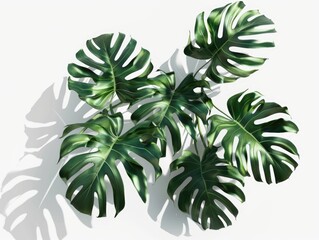 A plant with large leaves is shown in a shadow on a white background