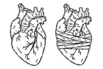 Doodle background with realistic human heart for Valentine greeting card, wedding. Heart diseases, diagnostics, couple separation, love concept.