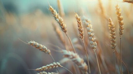 Naklejka premium Close up of wheat ear in a wheat field