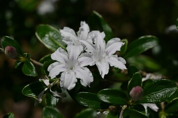 Serissa japonica (Snowrose) flowers. Rubiaceae evergreen shrub.Blooms white flowers from May to July.