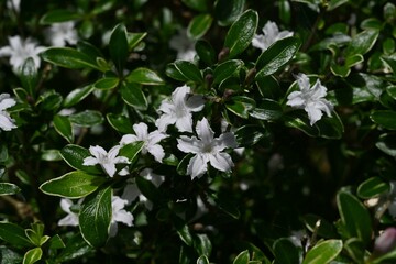 Serissa japonica (Snowrose) flowers. Rubiaceae evergreen shrub.Blooms white flowers from May to July.