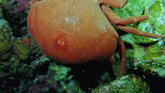 Close-up of a red crab (Grapsus grapsus) perched on a coral reef, its striking appearance highlighted by the natural reef colors in the Red Sea. Macro slow motion.