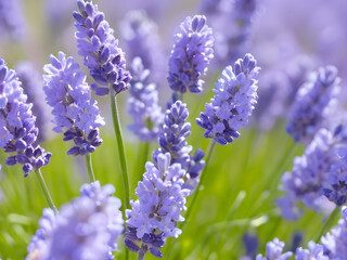 Lavender Elegance Unveiled. Close-Up Blooms.