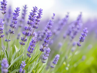 Tranquil Lavender. Banner of Beauty in Nature's Embrace.