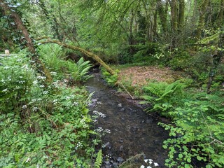 path in the forest