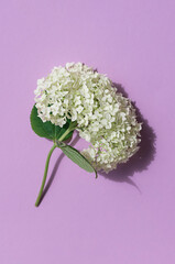 White hydrangea flower on the violet background. Top view.