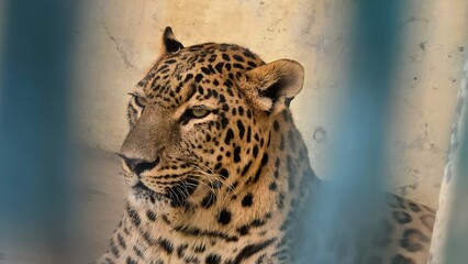 Close-up of Common Leopard in Captivity Image of a Captive Leopard in Enclosed Environment