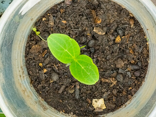 Cucumber seedlings in glasses in a greenhouse. The first leaves