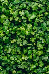 Coriander leaves texture background, cilantro leaf pattern, chinese parsley greens banner, spices, seasonings
