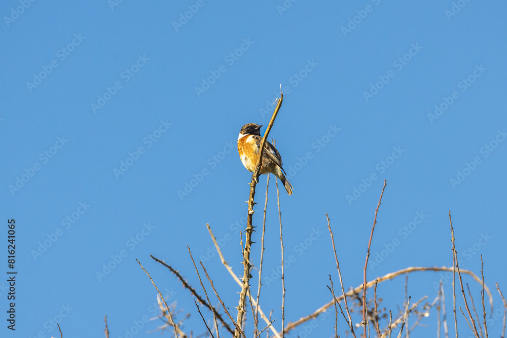 Wall mural Looking up at a European Stonechat perched on a branch with a blue sky behind