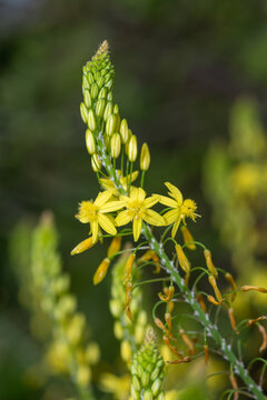 Close up of snake flowers (bulbine frutescens) in bloom