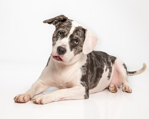 American Bulldog mix laying down on isolated high key background