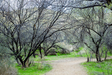 Trees with Trail