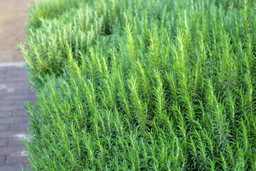 Rosemary plant, Fresh herb in the garden