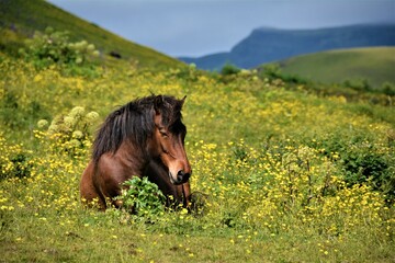A horse resting in the meadows above Vík í Mýrdal, the southernmost village in Iceland