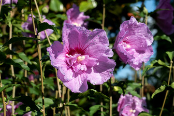 Pink farbene, rosa Hibiskus Bl&uuml;te im Detail am Hibiskus Strauch