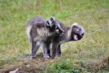 Pups of Arctic fox (Vulpes lagopus) with summer morph observed at the fox den in northern Iceland