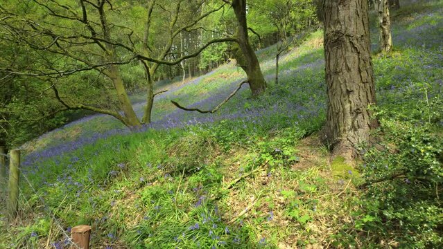 Pan right of bluebell flowers in an ancient woodland in summer.