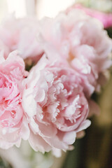 Pink peonies. Close up