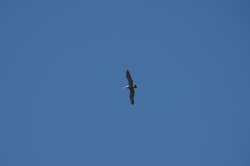 Brown pelican flying high in the California blue sky