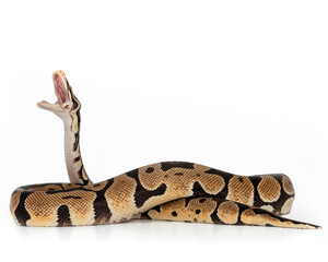 Ball Python snake on white background