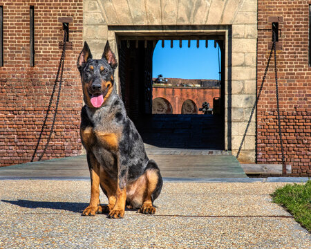 Beauceron at national historic site Ft. Pulaski
