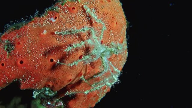 Macro shot of sponge crab (Dromia personata) covered in orange sponge for camouflage, filling frame in Aqaba's Red Sea. Macro slow motion.