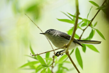 Naklejka premium Close up of a Blue Gray Gnatcatcher bird sitting perched on a branch of a willow tree