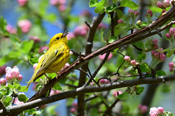 Bright colorful Yellow Warbler perched in an apple blossom tree