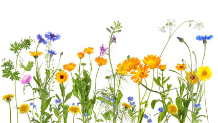 Obraz na płótnie Canvas Colorful meadow flowers on white background, banner design