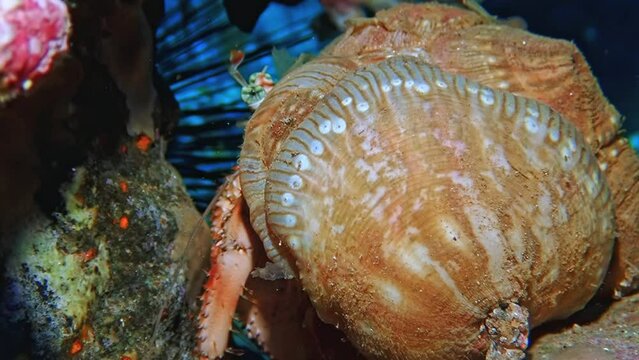 Intimate interaction of a Scallop (Pecten maximus) with a Hermit Crab (Pagurus bernhardus) in the intricate ecosystem of the Red Sea, Jordan. Macro slow motion.