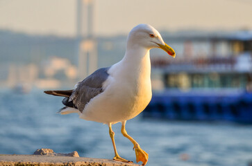 seagull at the bosphorus, istanbul