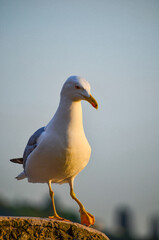 seagull on the rock, istanbul