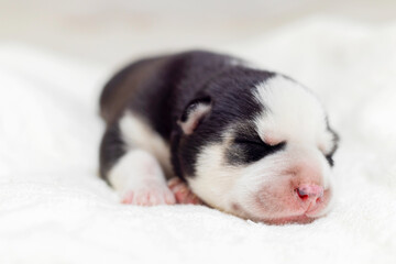 Newborn Puppy Sleeping Peacefully on Soft White Blanket