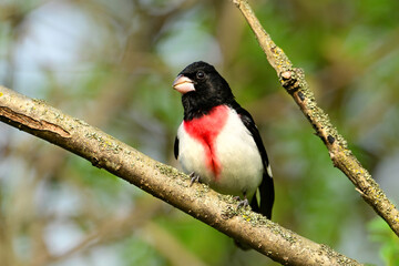 Male Rose Breasted Grosbeak perched in tree